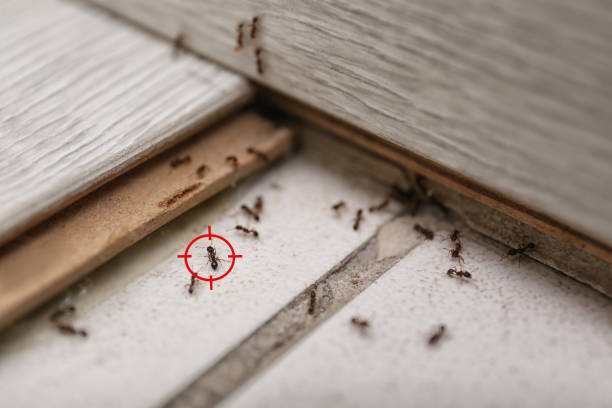 Best Spider Control Near Me  in Springfield, NE