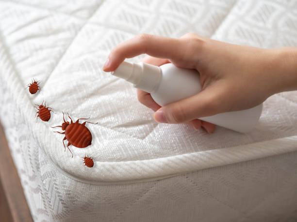 Best Local Pest Control Services  in Springfield, NE