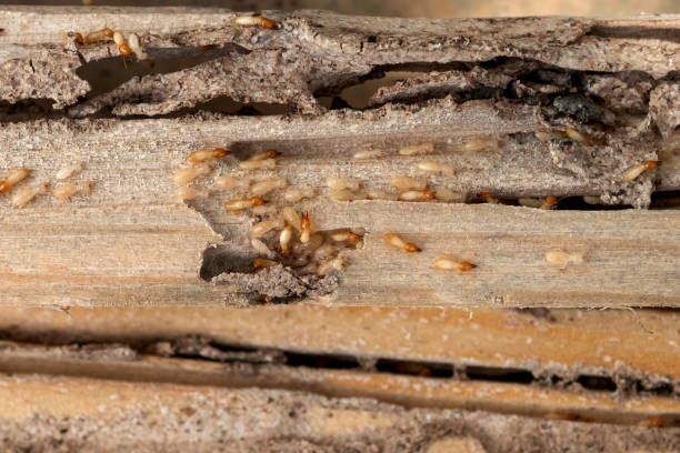 Pest Control for Restaurants in Springfield, NE